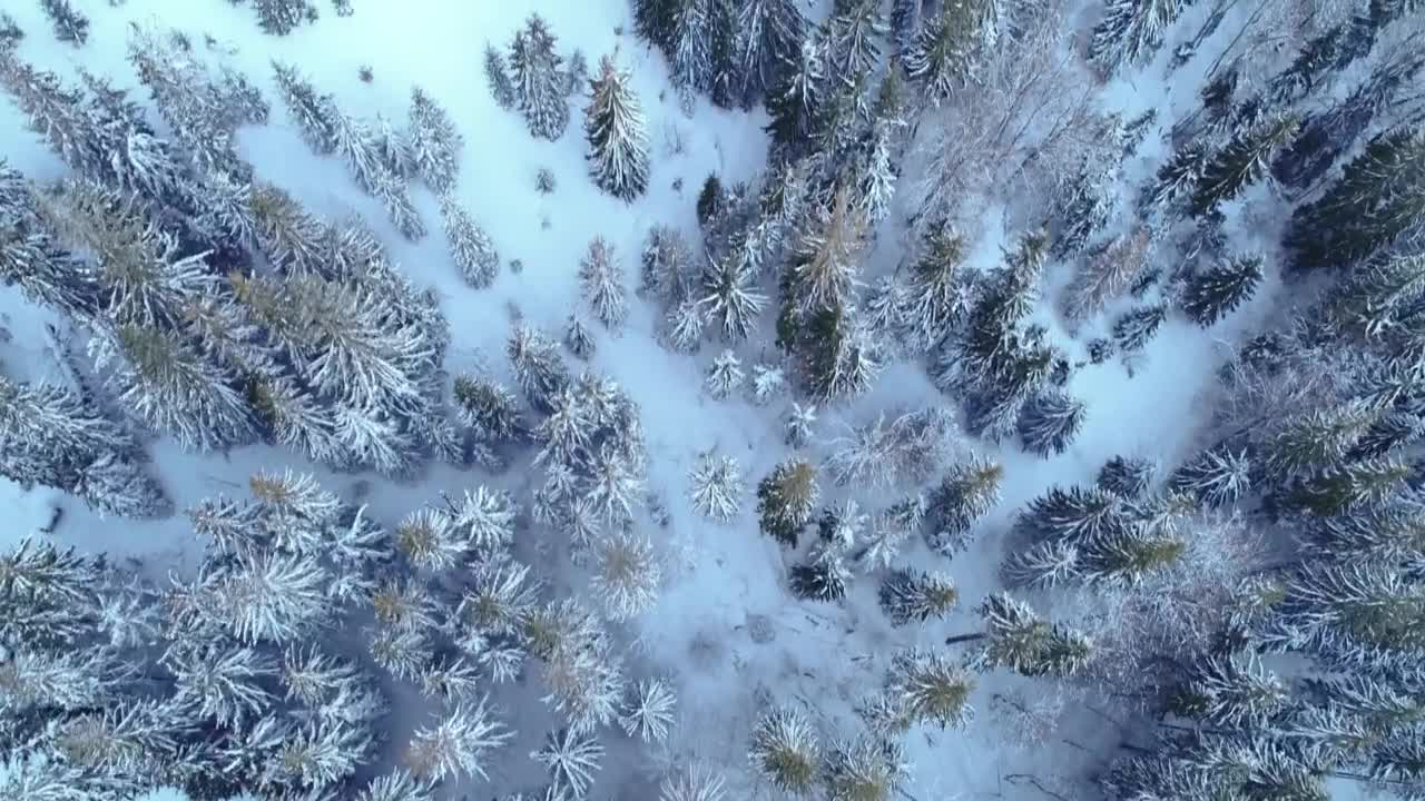 Free Video Stock Skyline And Aurora In Winter Live Wallpaper - Free Download