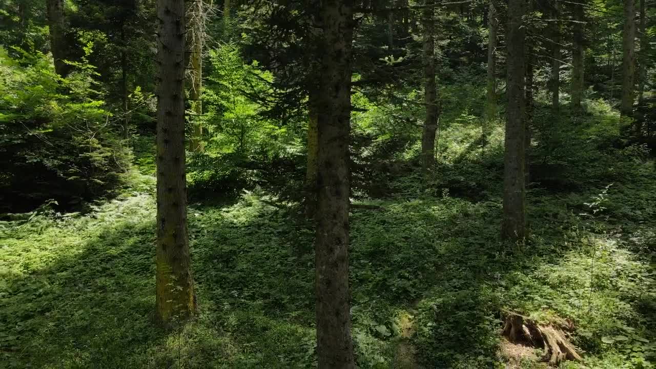 Stock Video Inside A Forest Of Tall Trees And Vegetation Animated Wallpaper - Free Download