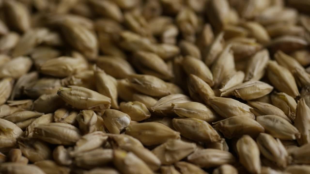 Video Stock Close Up Of Barley Rotating Live Wallpaper For PC - Free Download
