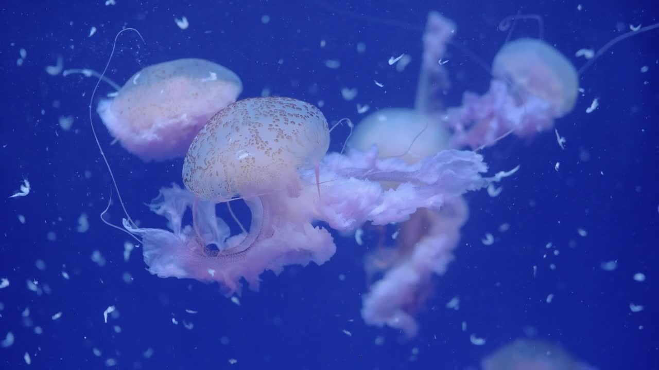 Stock Video Jellyfish Swarm Off The Coast Animated Wallpaper - Free Download