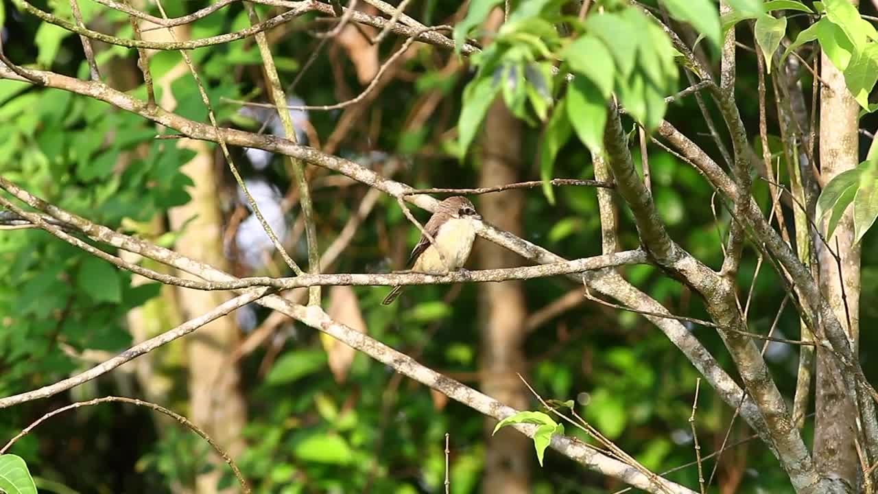 Free Video Stock Small Bird Looking Around Live Wallpaper - Free Download