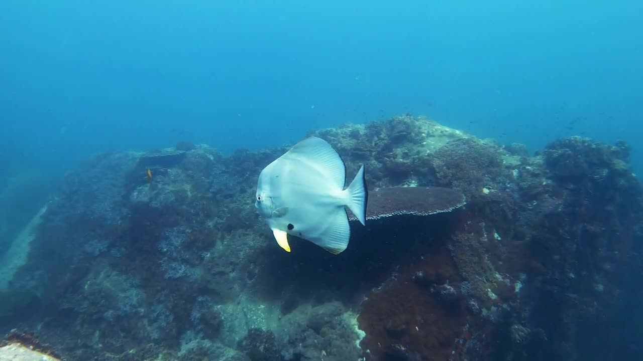 Stock Video Fish Swimming In A Reef Calmly Live Wallpaper For PC - Free Download