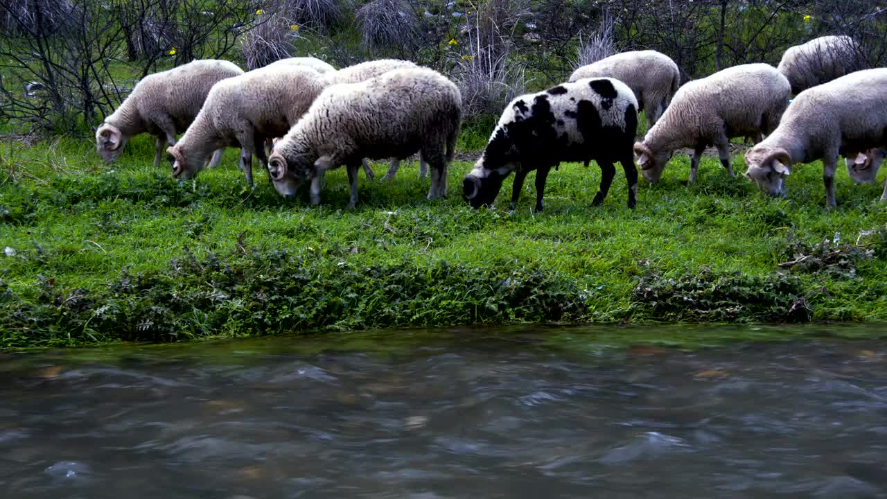 Free Stock Video Wild Sheep Grazing By A Stream Live Wallpaper - Free Download