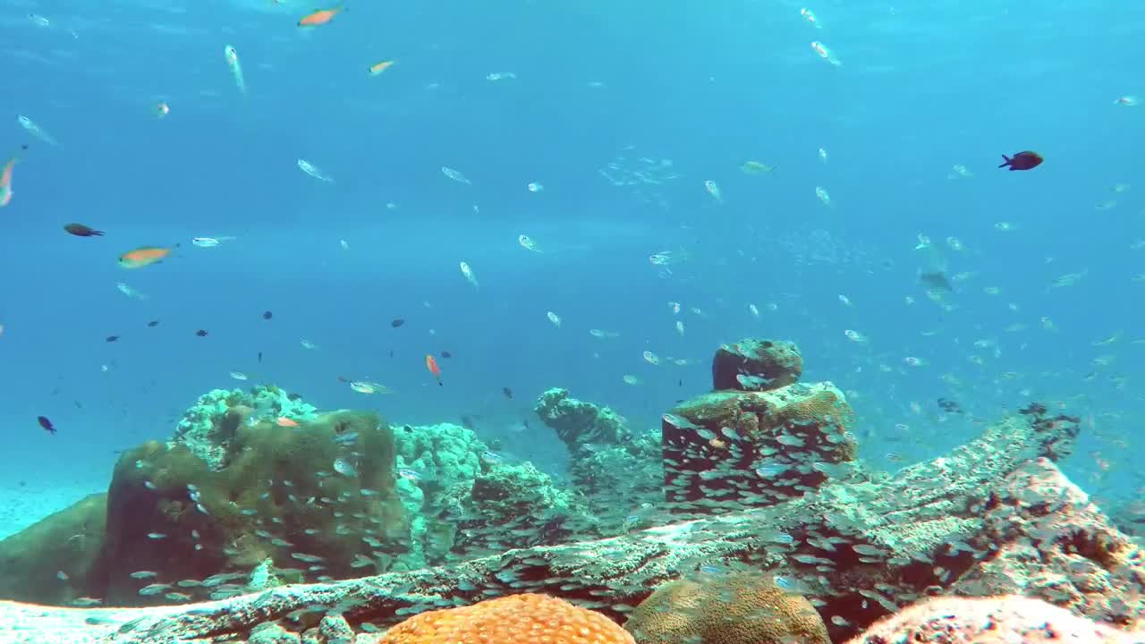 Free Stock Video Reef Full Of Biodiversity Live Wallpaper - Free Download