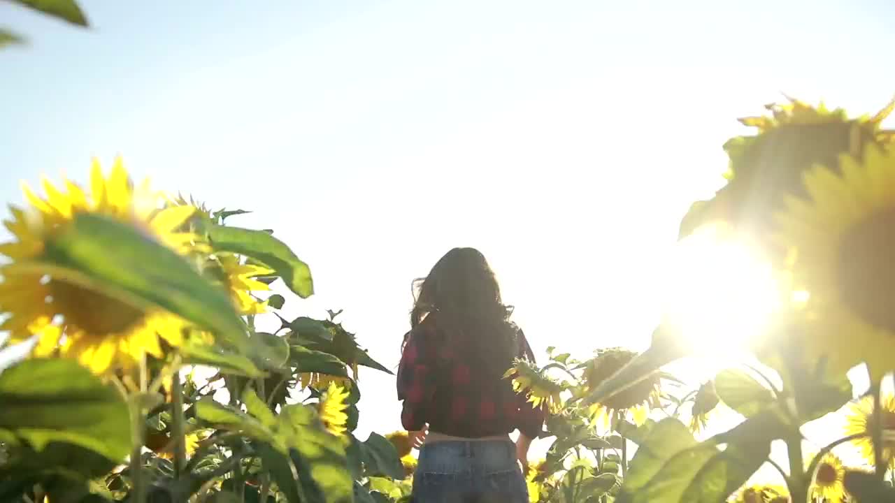 Free Video Stock Summer Sunflower Fields Live Wallpaper - Free Download