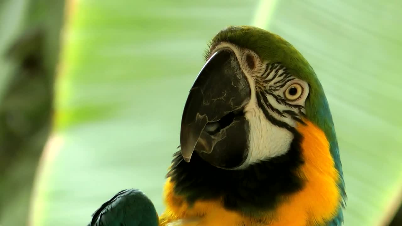 Video Stock Close Up Of A Parrot In Nature Live Wallpaper For PC - Free Download