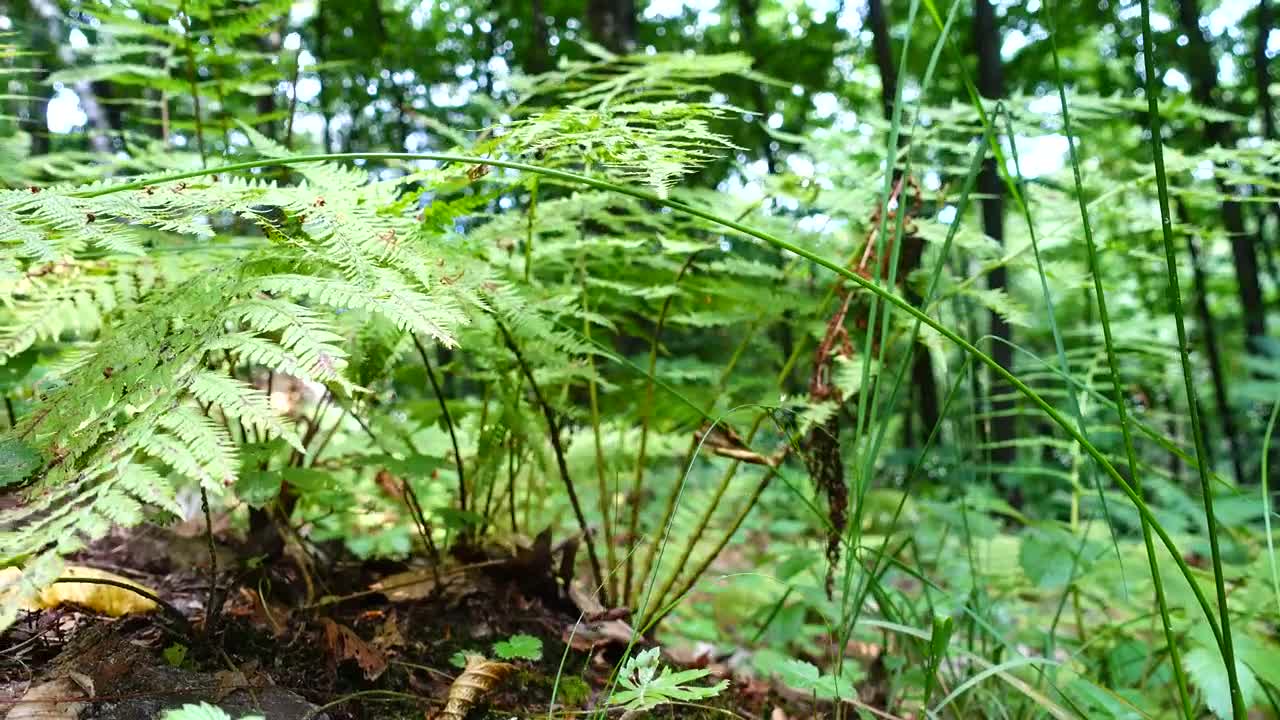 Stock Video Ferns Growing Over The Forest Floor Live Wallpaper For PC - Free Download