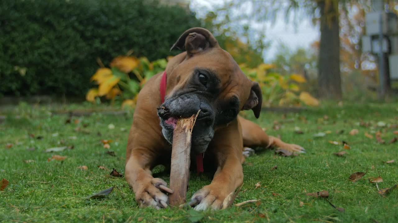 Stock Video Dog Playing With Wooden Stick Live Wallpaper For PC - Free Download