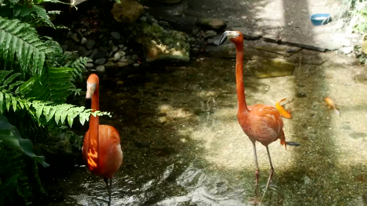 Stock Video Flamingos In A Lake In The Jungle Live Wallpaper For PC - Free Download