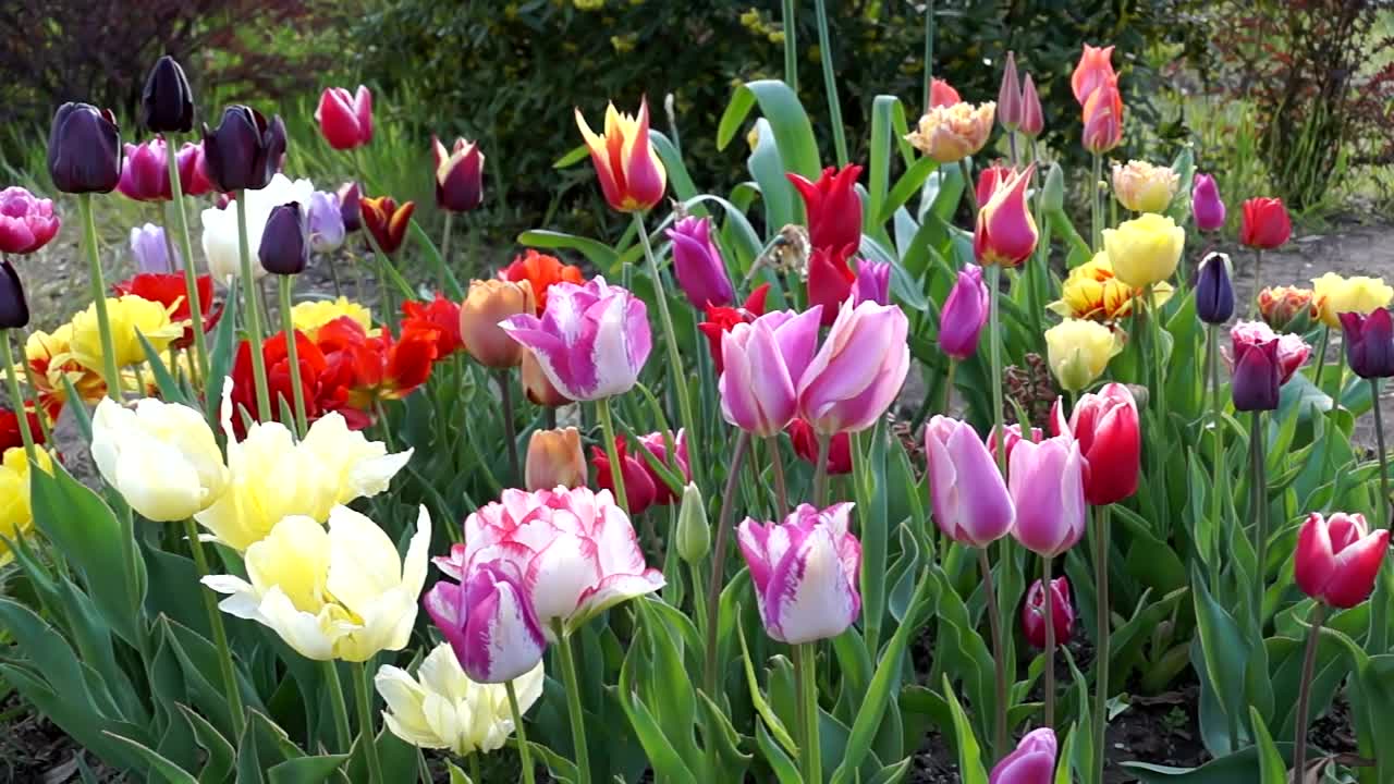 Stock Video Colorful Tulips In The Garden Live Wallpaper For PC - Free Download
