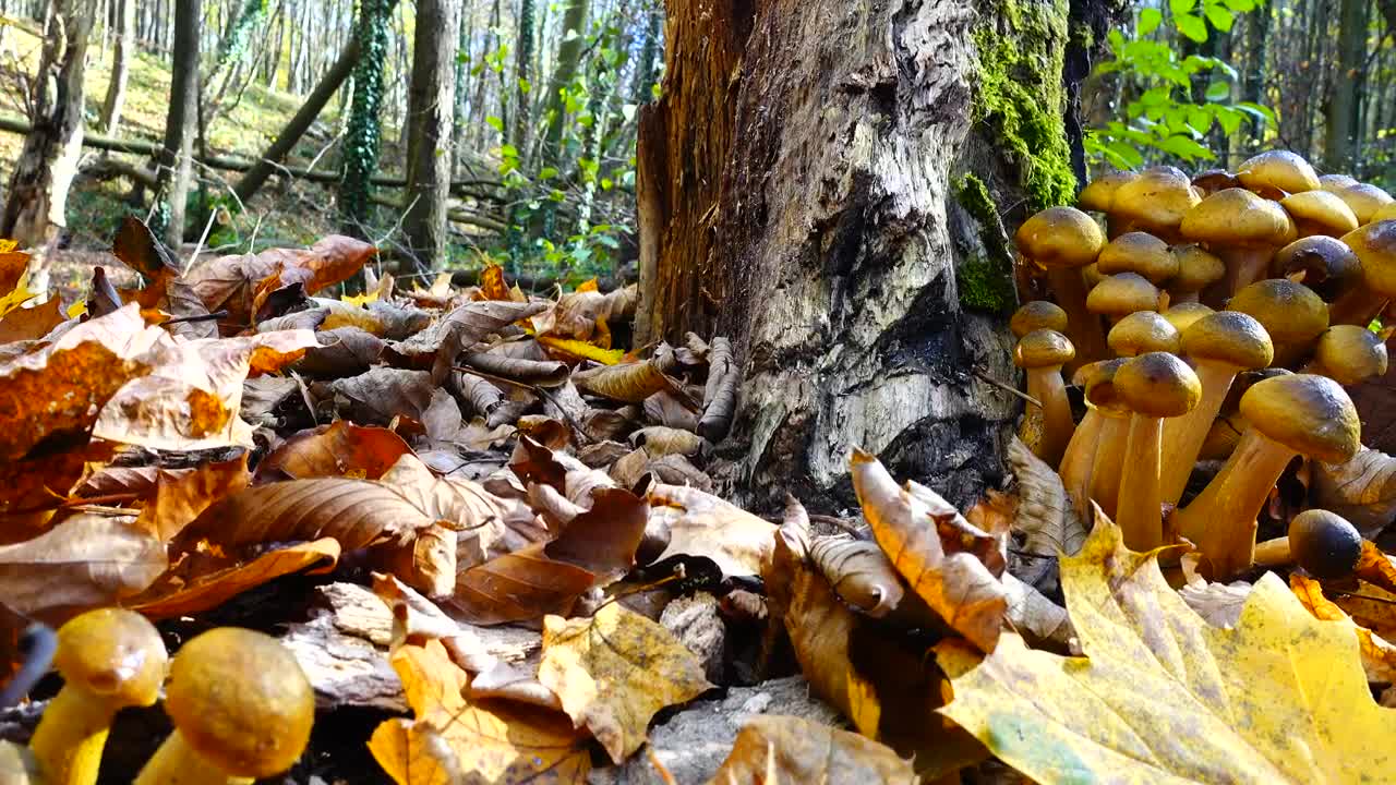 Stock Video Fungus Growing On A Tree Live Wallpaper For PC - Free Download