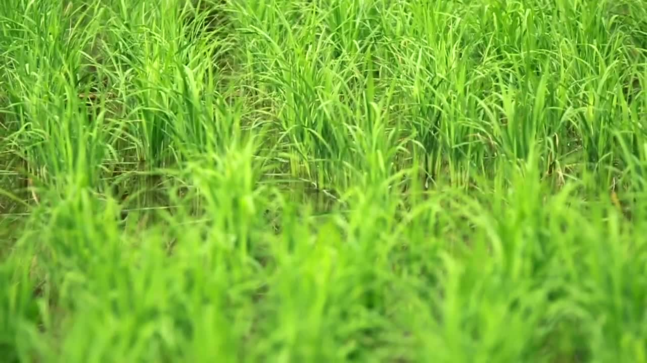 Stock Footage Wetlands Full Of Grass Live Wallpaper - Free Download