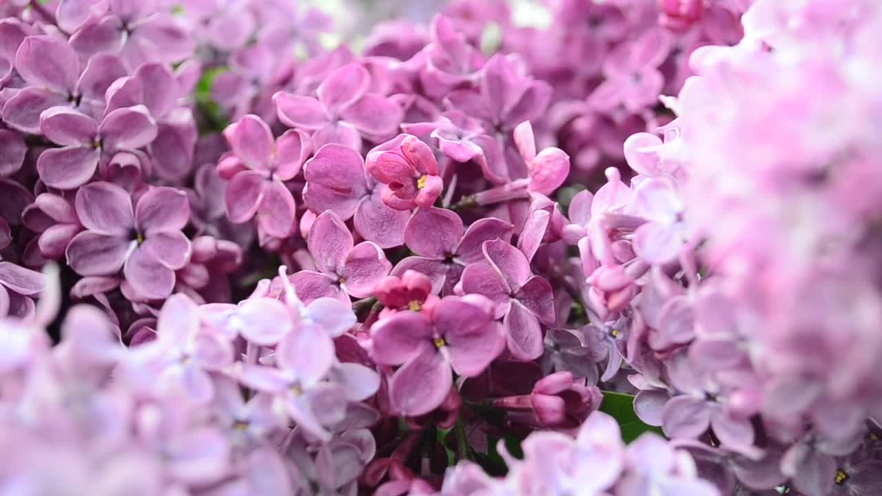 Video Stock Camera Close To A Lilac Plant Live Wallpaper For PC - Free Download