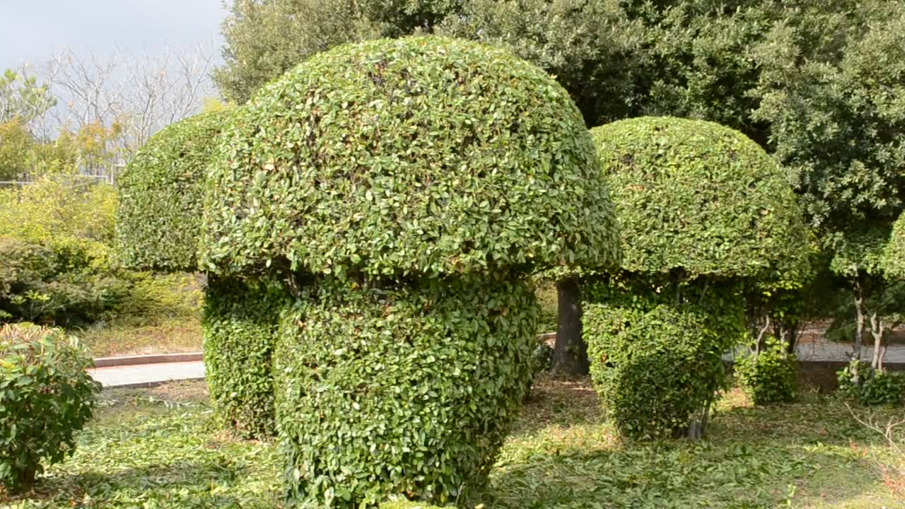 Stock Video Mushroom Shaped Bushes At A Park Live Wallpaper - Free Download