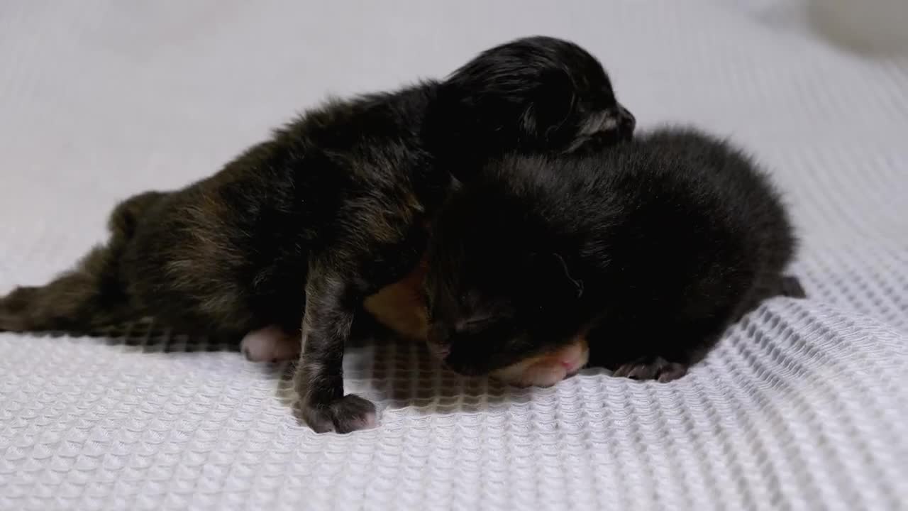Stock Video Multicolor Newborn Baby Cats Live Wallpaper - Free Download