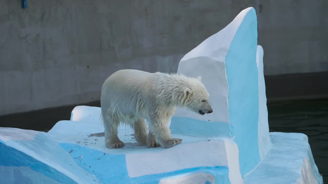 Video Stock Polar Bear Cub At The Zoo Live Wallpaper Free - Free Download