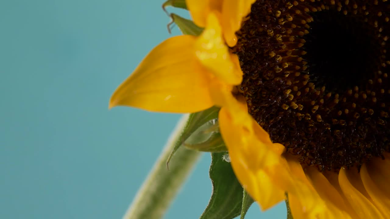 Video Stock Close Up Of Sunflower Live Wallpaper For PC - Free Download