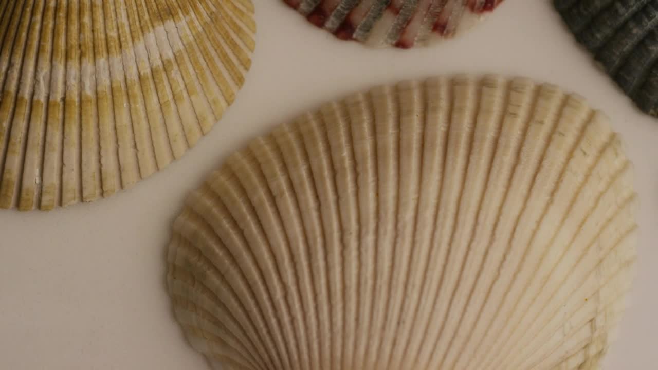Video Stock Close Up Of Sea Shells Live Wallpaper For PC - Free Download