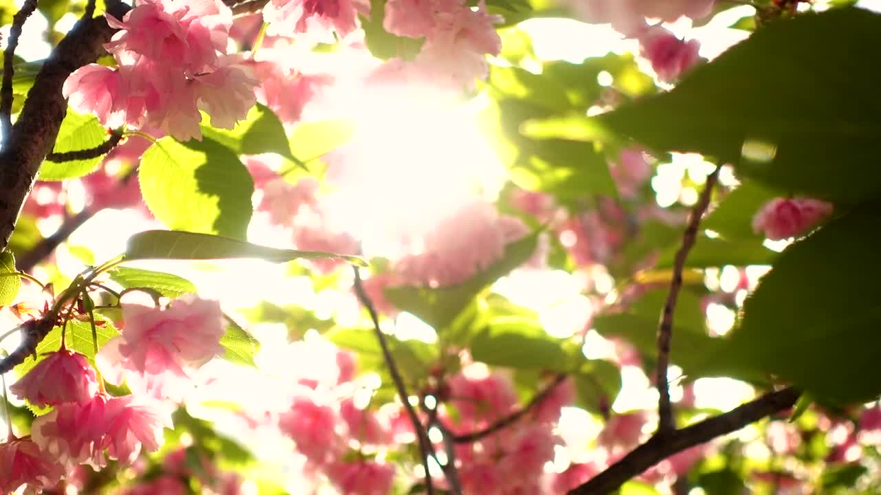 Free Video Stock sunshine through tree with flowers Live Wallpaper - Free Download