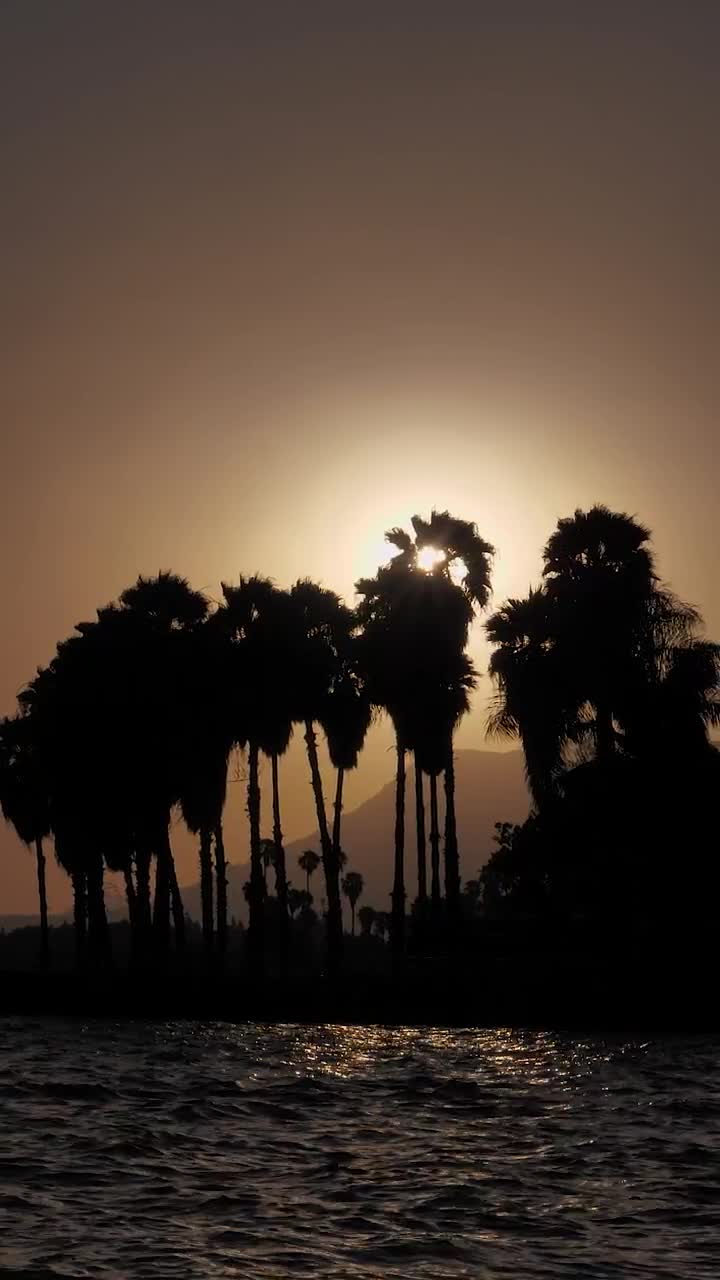 Free Video Stock Sun Setting Or Rising Over Palm Trees Live Wallpaper - Free Download