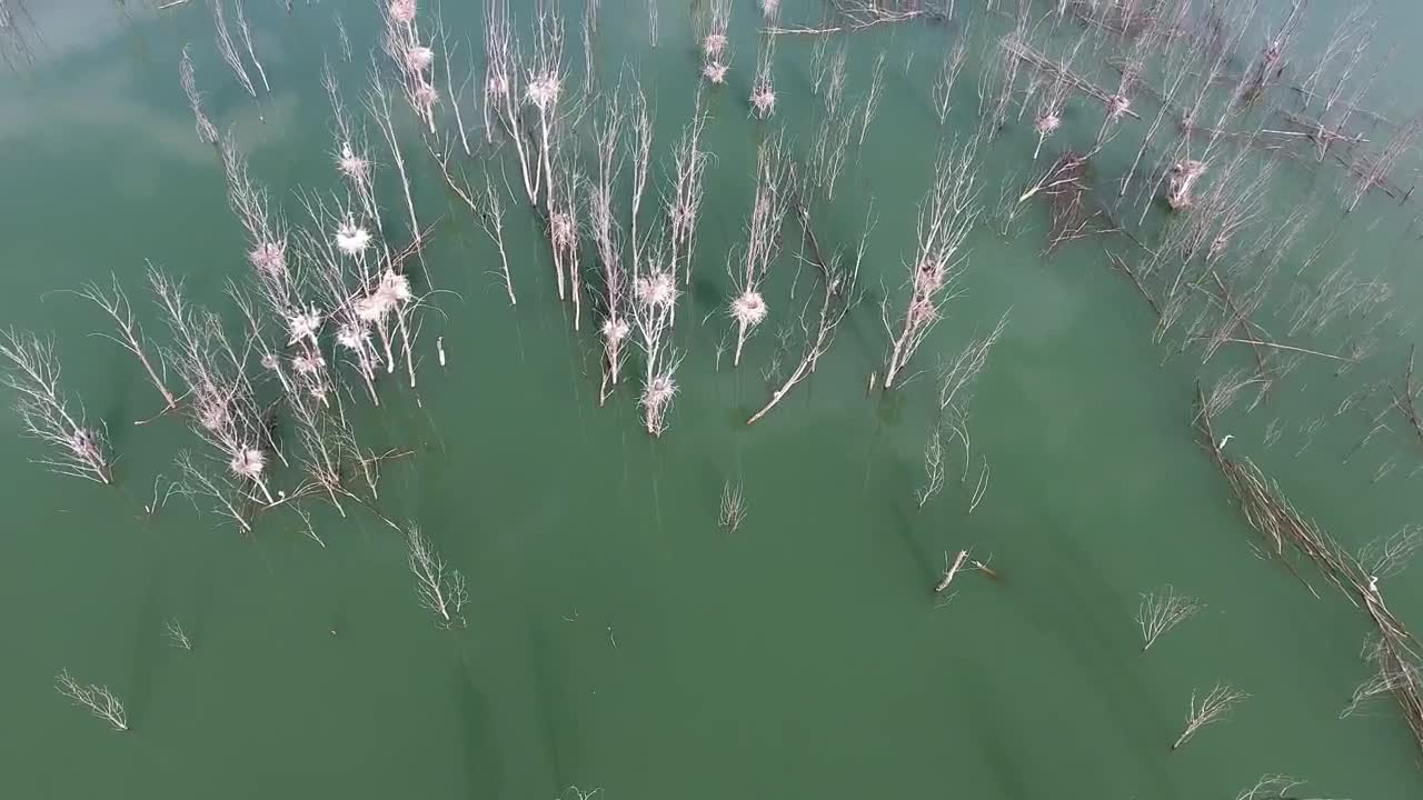 Stock Video Dead Trees In A Flood Live Wallpaper For PC - Free Download