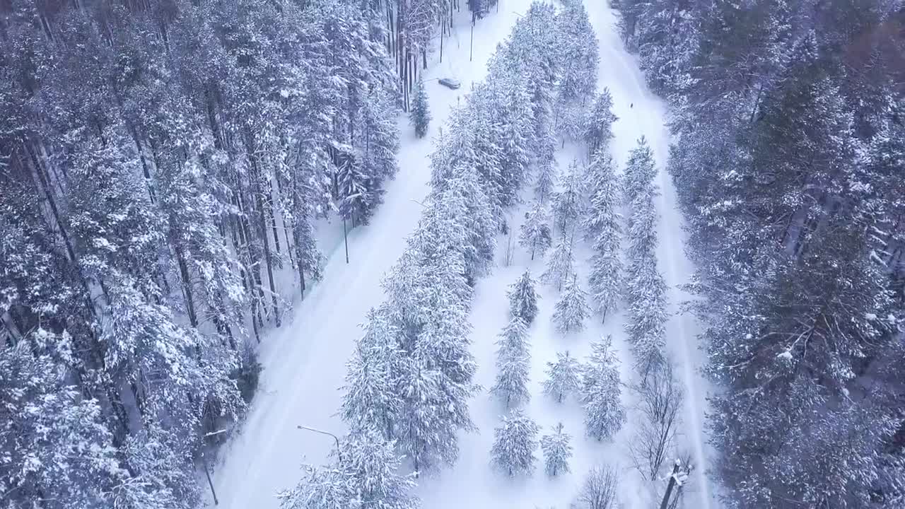 Stock Video Beautiful Snow Covered Forest Tracks Live Wallpaper For PC - Free Download