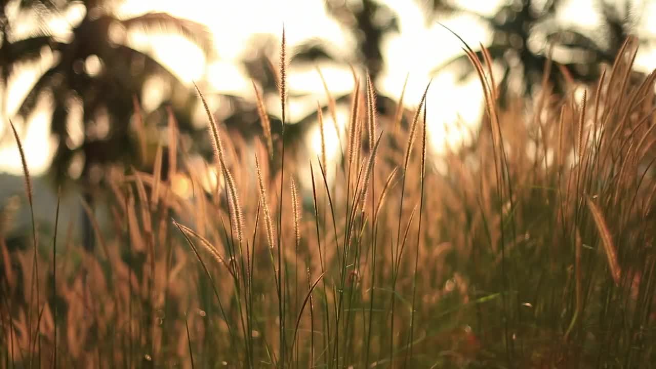 Video Stock Plants In A Field In Spring Shallow Focus Shot Live Wallpaper Free - Free Download