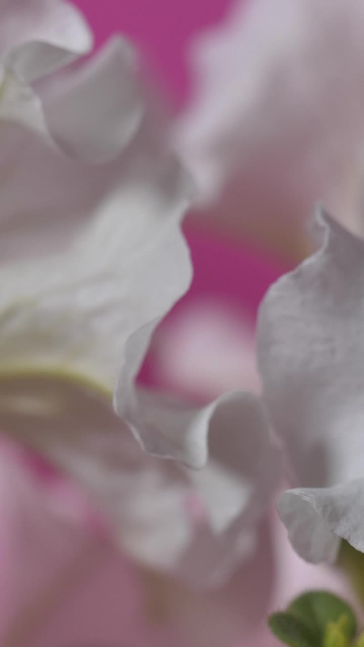 Stock Footage White Petals On A Pink Background Live Wallpaper - Free Download