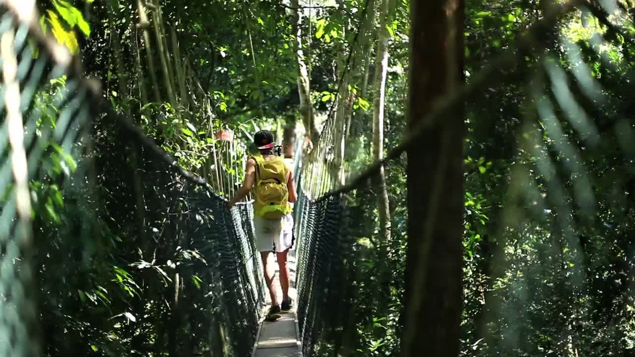 Free Stock Video Walking On A Suspension Bridge In The Jungle Live Wallpaper - Free Download