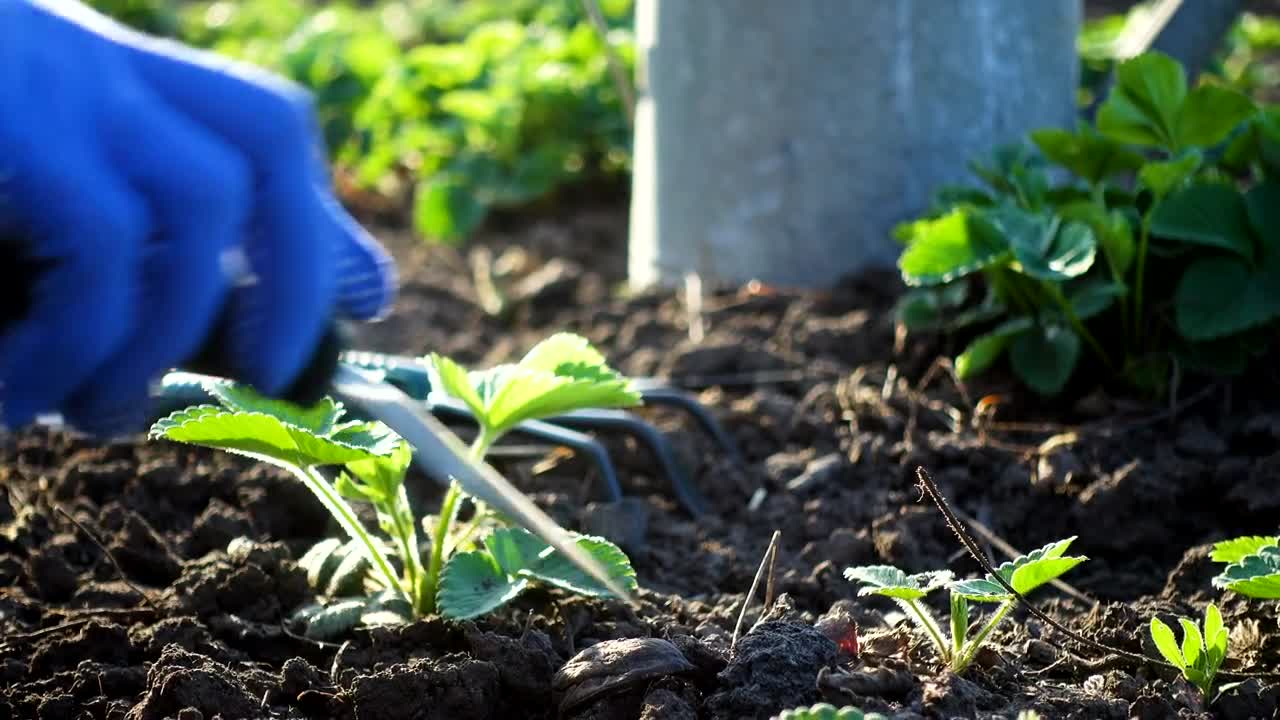 Stock Video Hands Doing Gardening Work Live Wallpaper For PC - Free Download