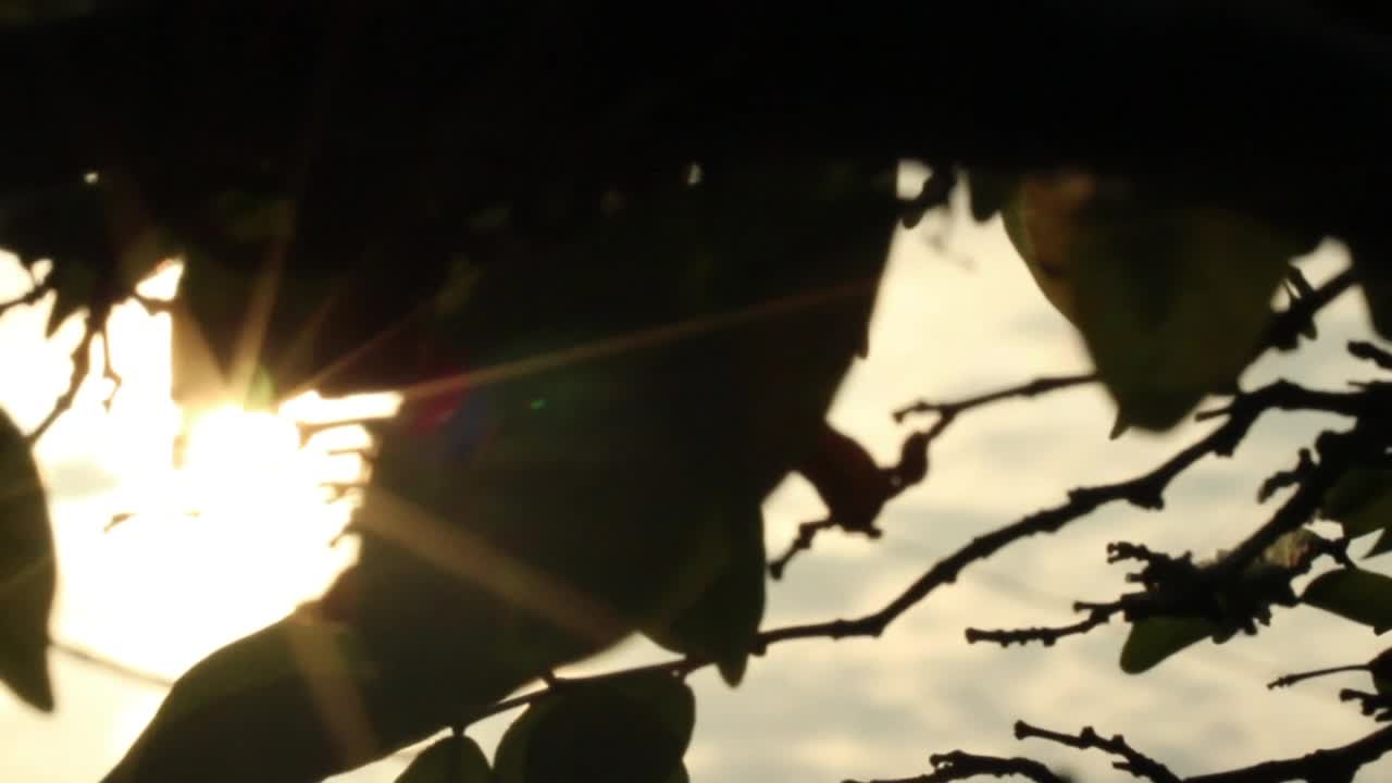 Free Video Stock Sun Shining Through Silhouetted Leaves Live Wallpaper - Free Download