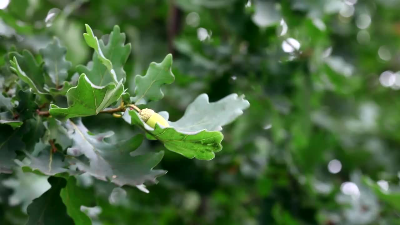Stock Video Green Oak Tree Branch In The Wind Live Wallpaper For PC - Free Download
