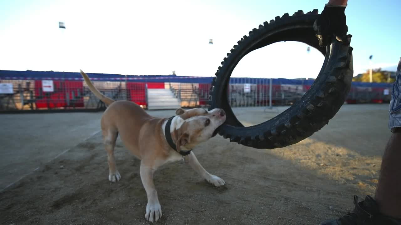 Stock Video Dog Biting A Tire Live Wallpaper For PC - Free Download