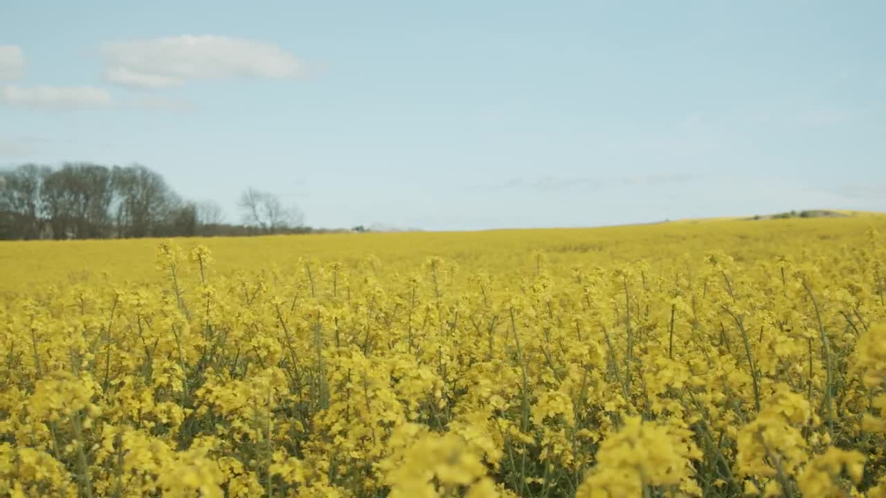 Video Stock Calm Breeze Over Fields Live Wallpaper For PC - Free Download