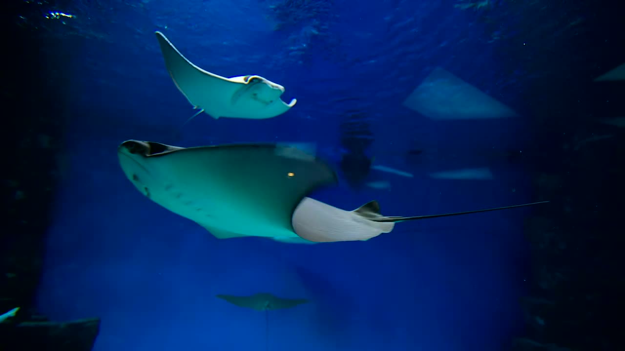 Free Video Stock Stingrays Swimming Underwater Live Wallpaper - Free Download
