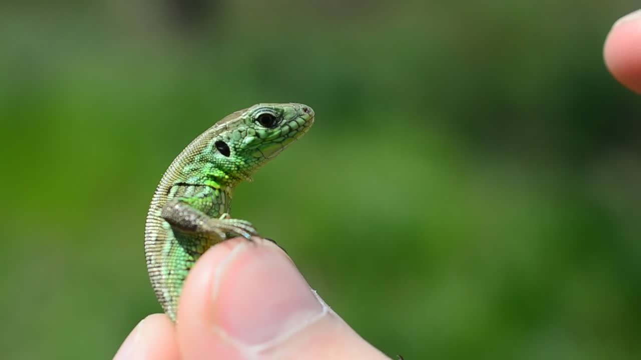 Stock Video Holding A Small Lizard Animated Wallpaper - Free Download