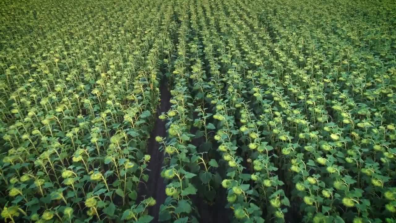 Stock Video Immense Agriculture Field Of Sunflowers Animated Wallpaper - Free Download