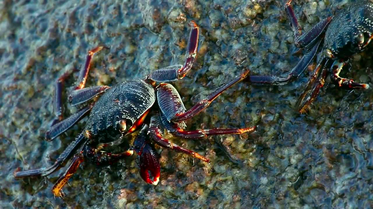 Stock Footage Waves Crashing On A Rock With Crabs Live Wallpaper - Free Download