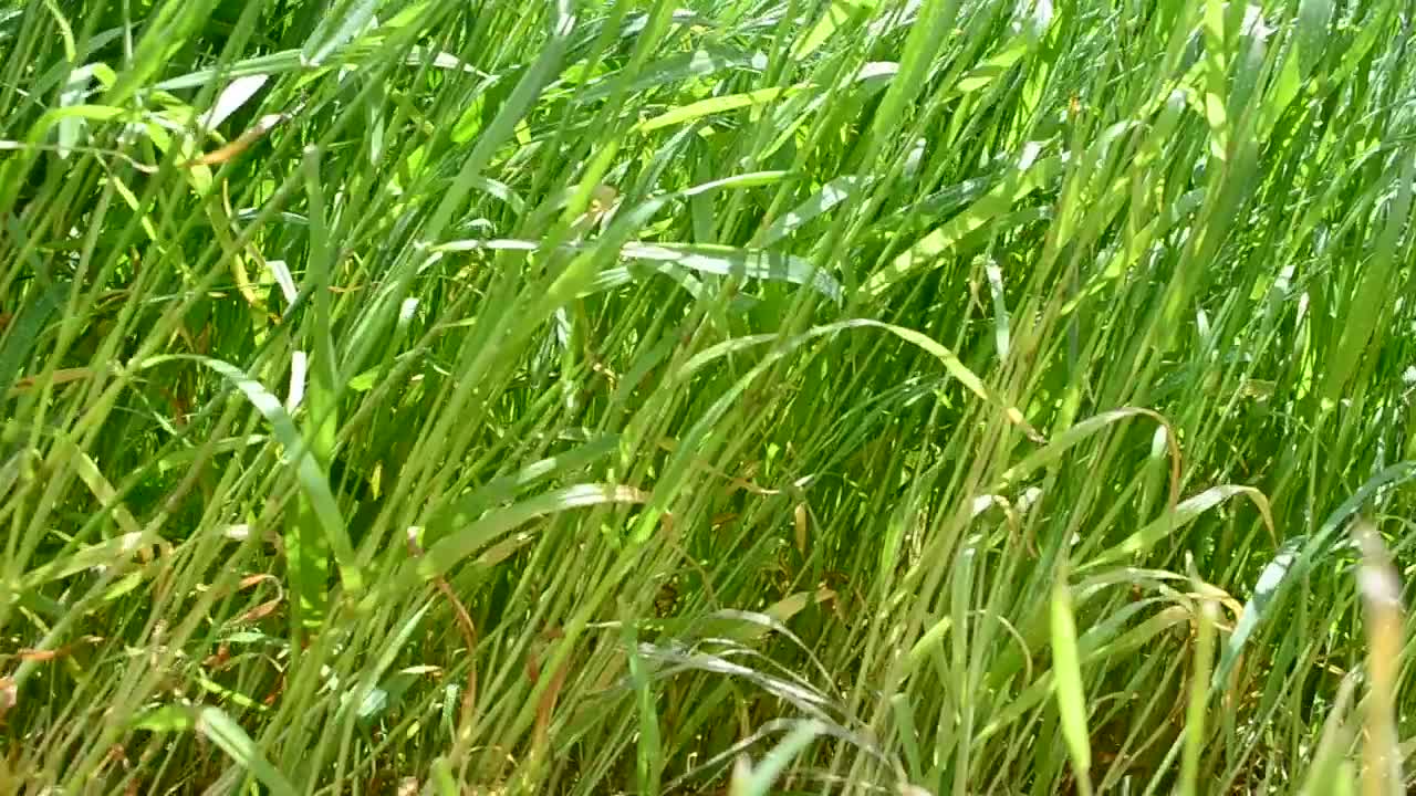 Stock Video Grass Swaying In Heavy Wind Live Wallpaper For PC - Free Download