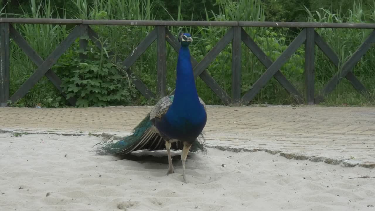 Stock Video Peacock Walking On Sand Live Wallpaper - Free Download