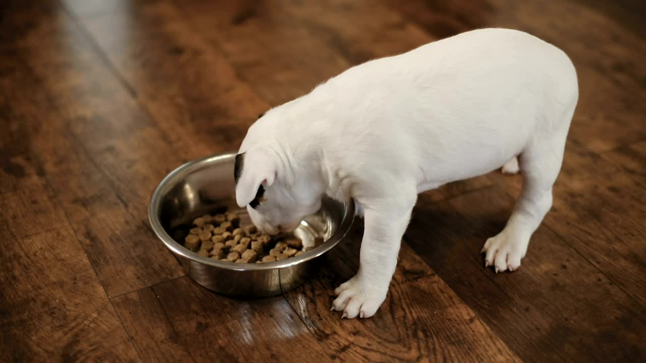Stock Video Little Puppies Eating Animated Wallpaper - Free Download