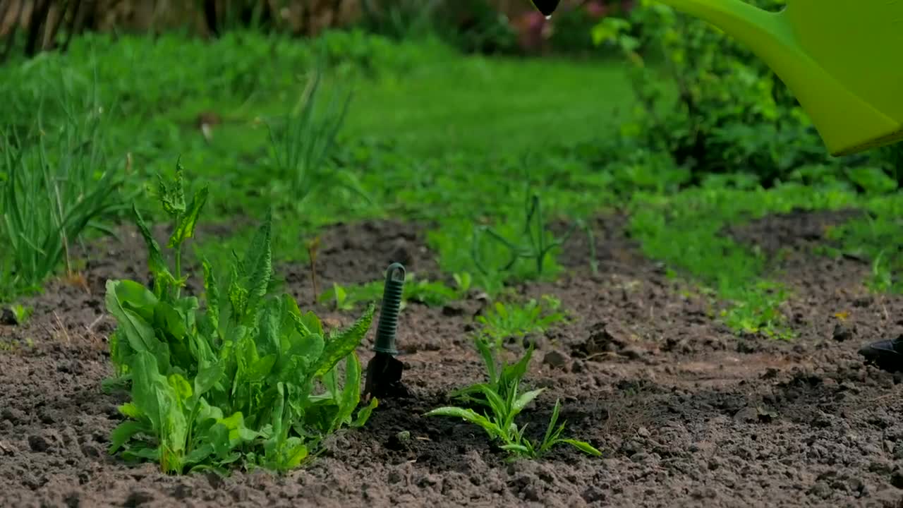 Stock Footage Watering Plants In A Garden Live Wallpaper - Free Download