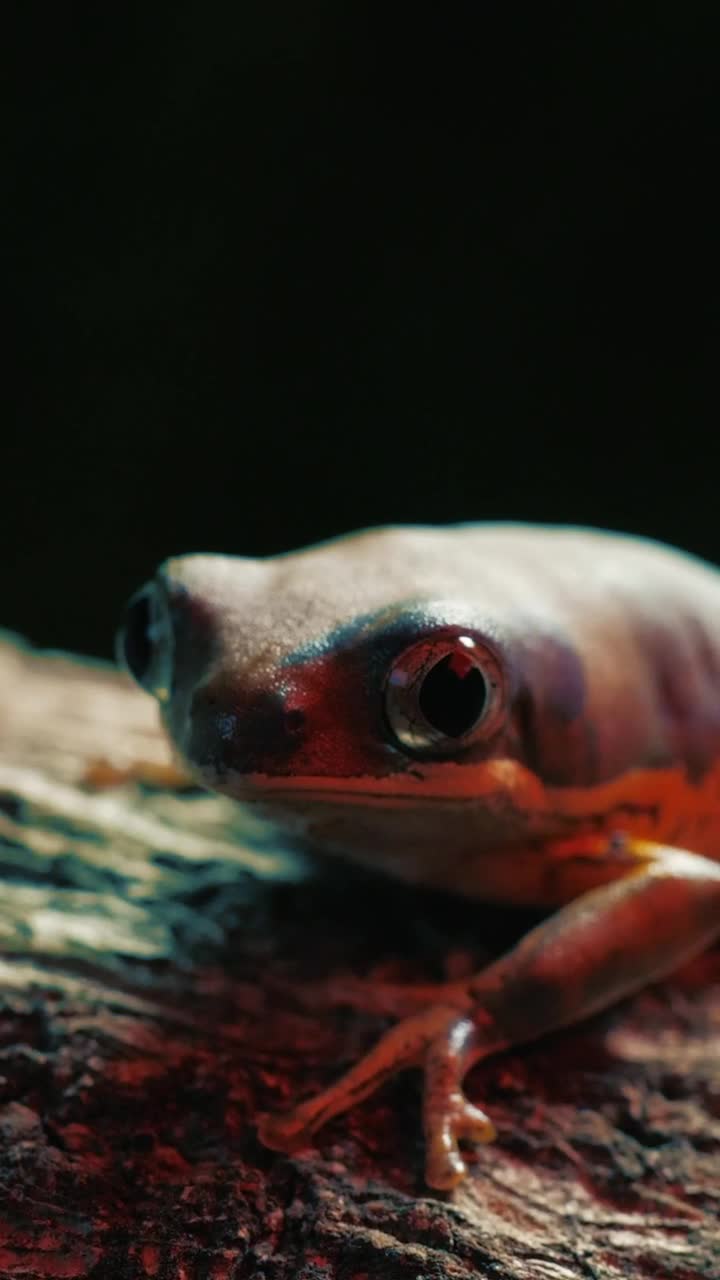 Video Stock Red Frog On A Log Live Wallpaper Free - Free Download