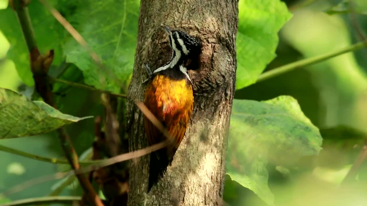 Stock Video Orange Woodpecker In A Tree Live Wallpaper - Free Download