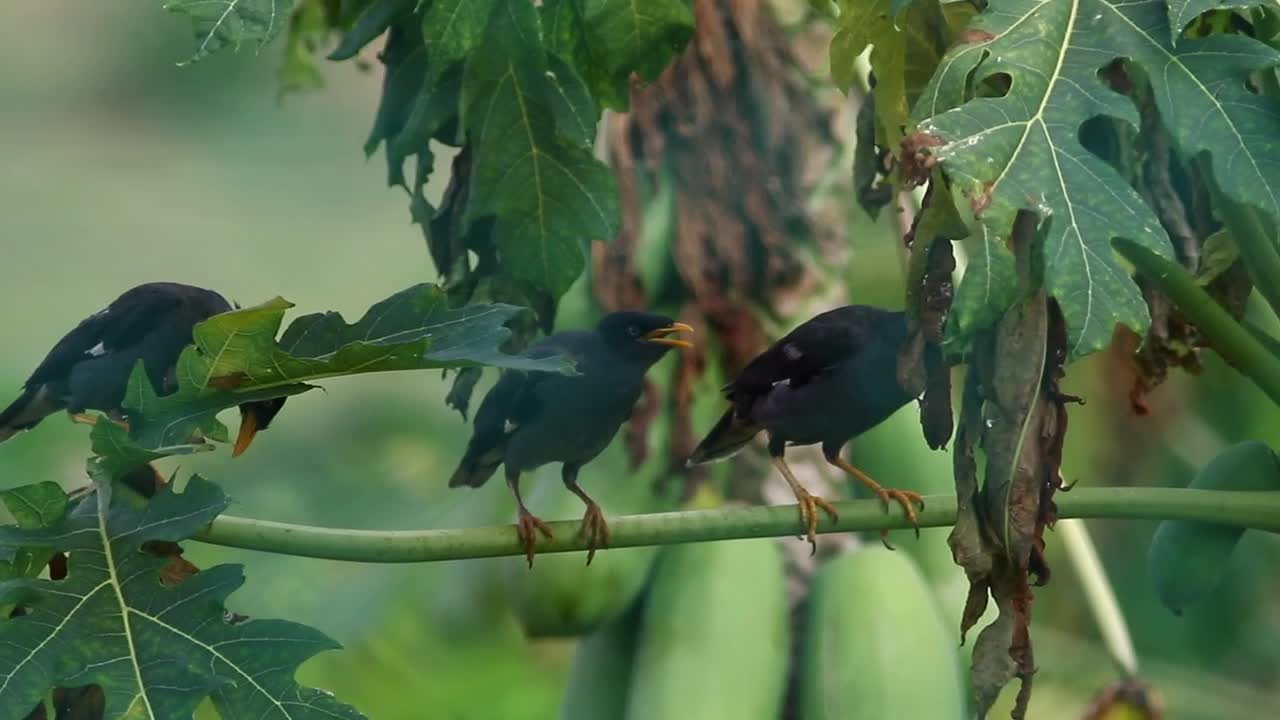 Stock Video Birds Singing In A Tree Live Wallpaper For PC - Free Download