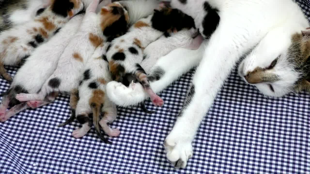 Video Stock Cats Being Suckled Live Wallpaper For PC - Free Download