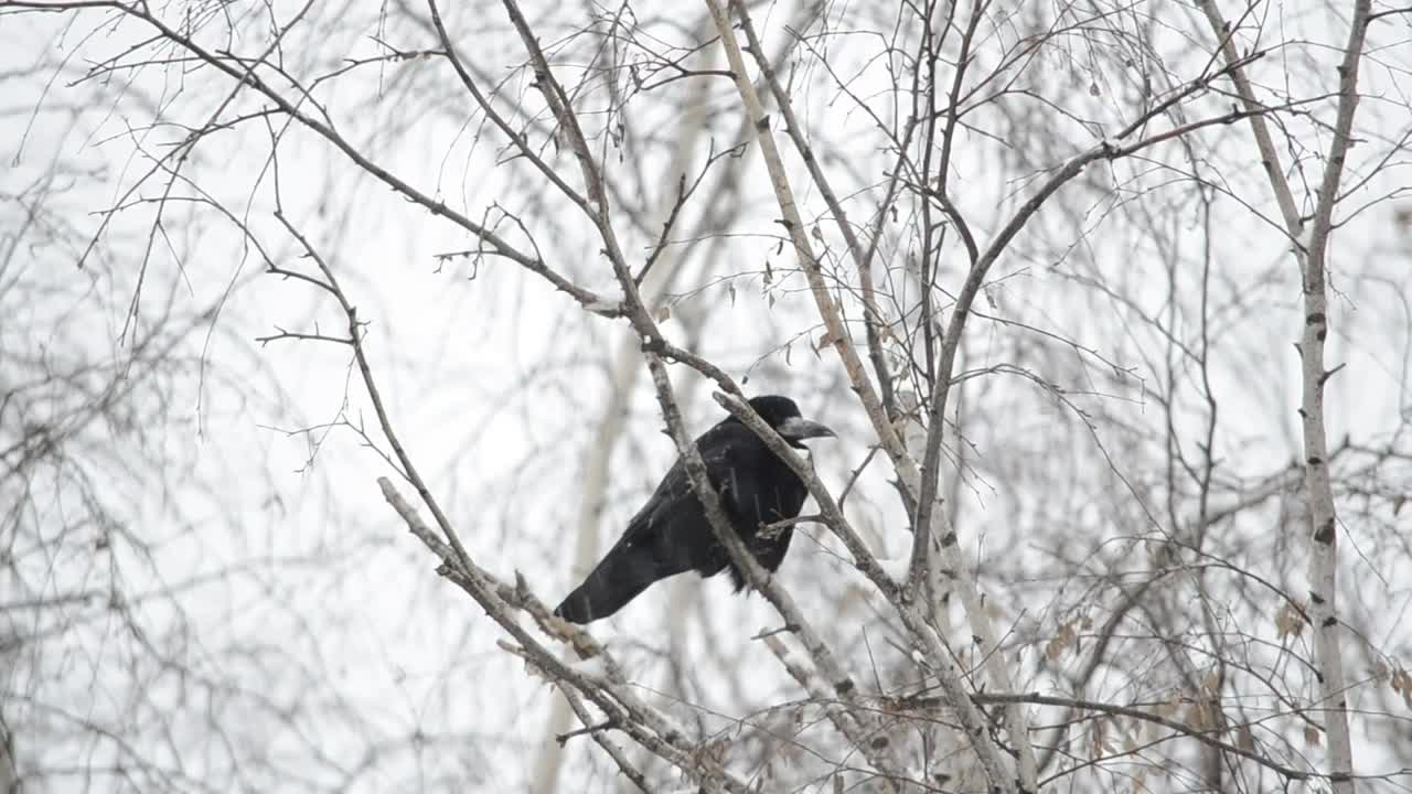 Video Stock Raven Resting In The Snow Live Wallpaper Free - Free Download