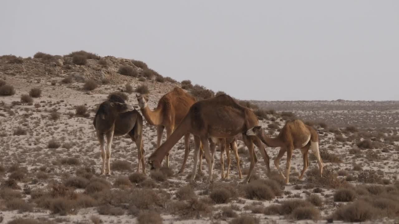 Stock Video Herd Of Camels In A Sandy Desert With Dunes Animated Wallpaper - Free Download