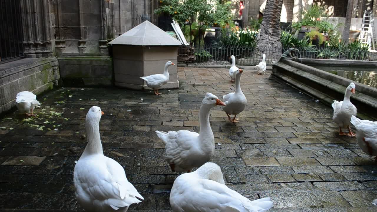 Stock Video Birds In A Courtyard Live Wallpaper For PC - Free Download
