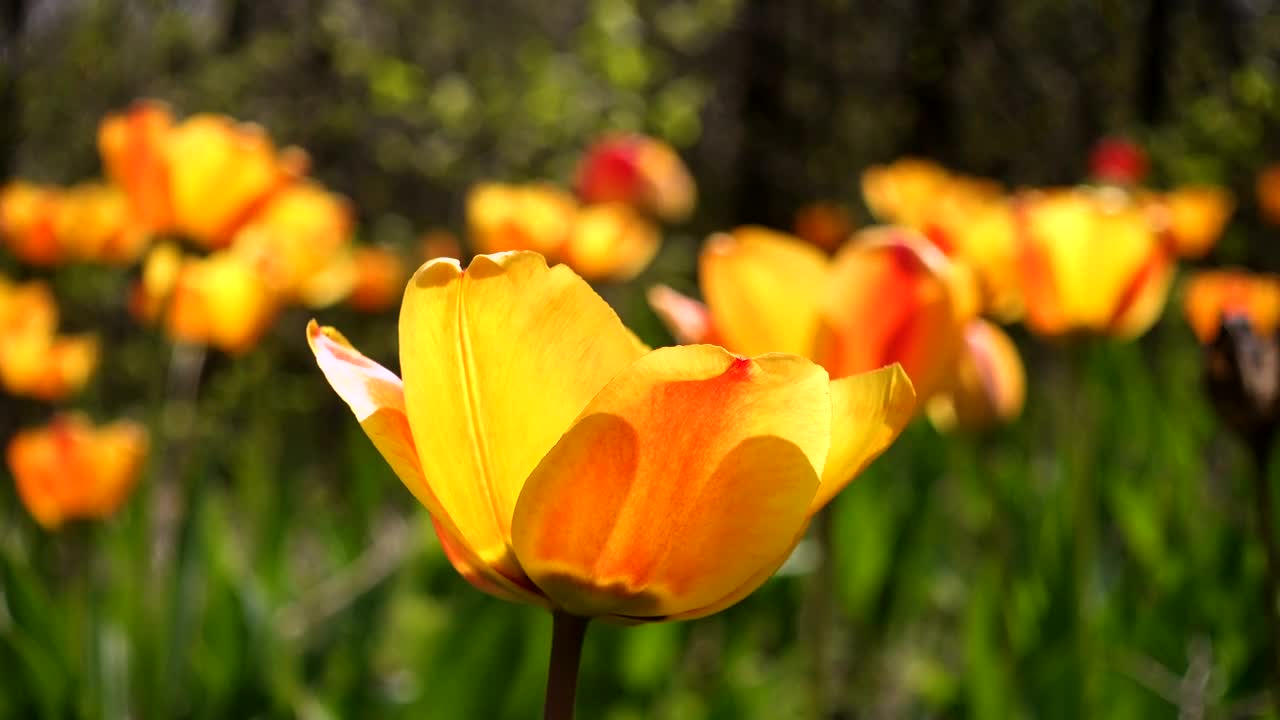 Stock Footage Wild Tulips Moving With The Wind Live Wallpaper - Free Download